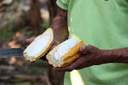 Cacao-Plantage