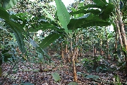 Cacao-Plantage